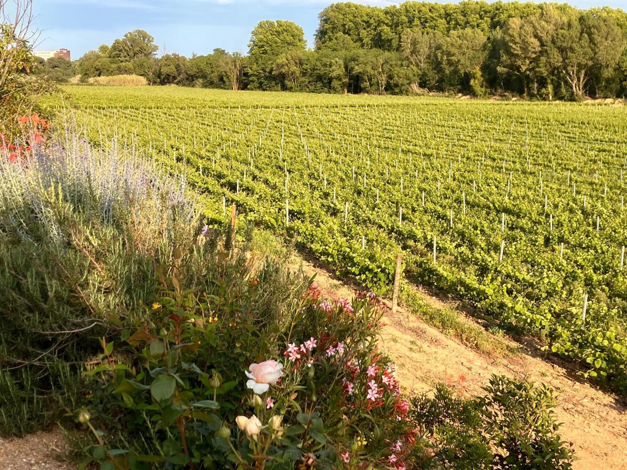 Domaine De L'Herbe Sainte Mirepeisset エクステリア 写真